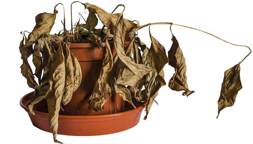 Consigli per avere un pollice verde