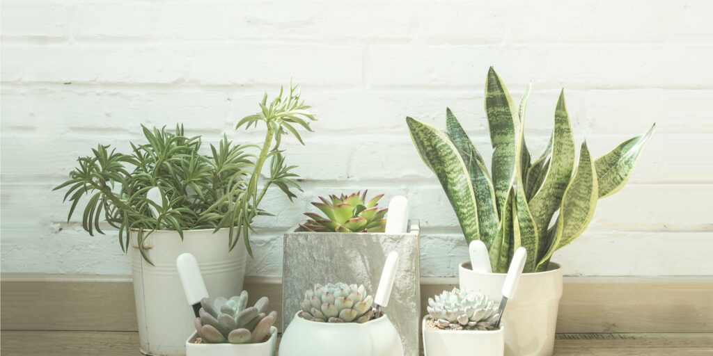 Xiaomi Mi Flora Smart Plant Sensor Monitor Flower Care