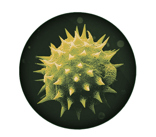 Pollini e allergeni